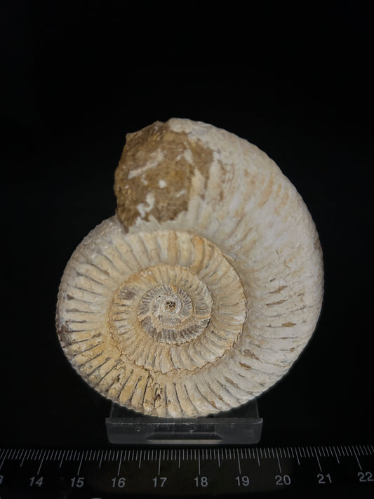 Perisphinces Ammonite