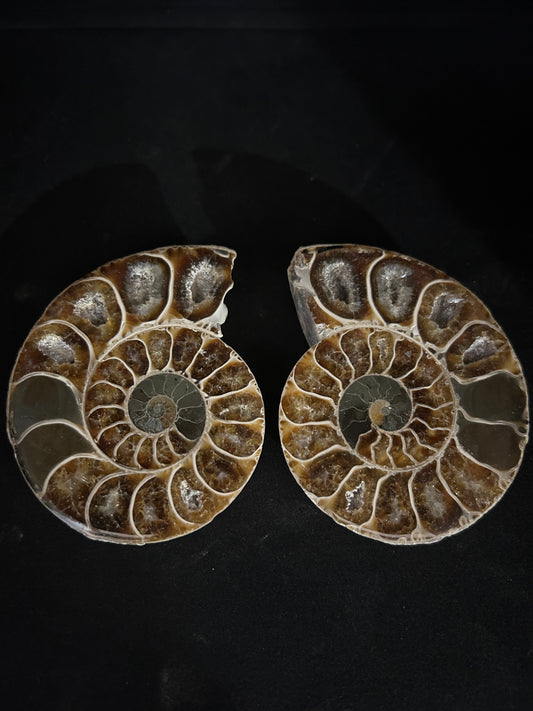 Polished Ammonite Pair
