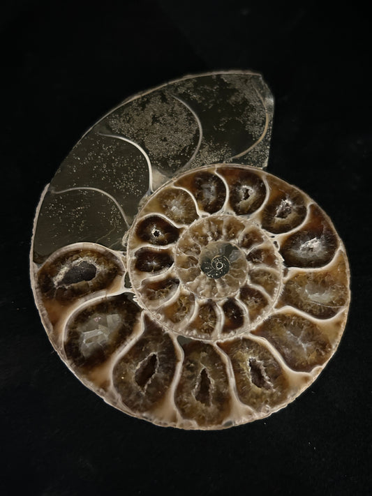 Polished Cleoniceras Ammonite Halves