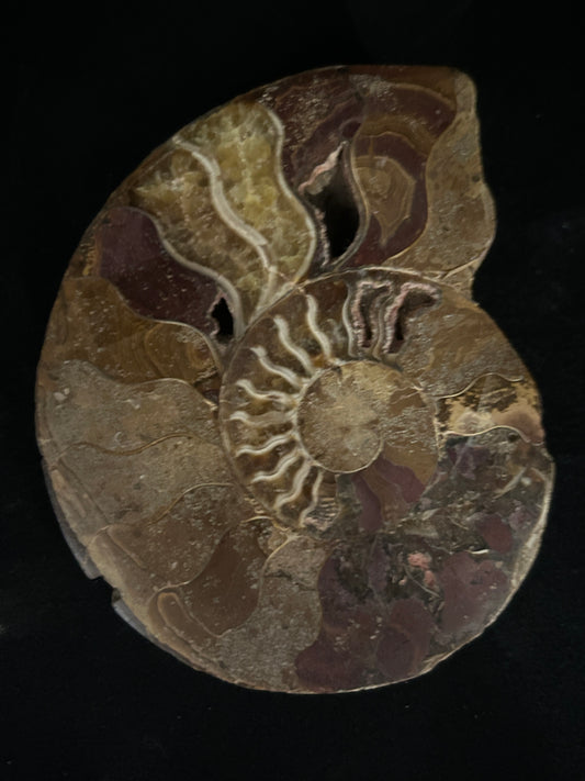 Polished Cleoniceras Ammonite Halves