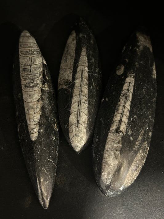 Orthoceras Points