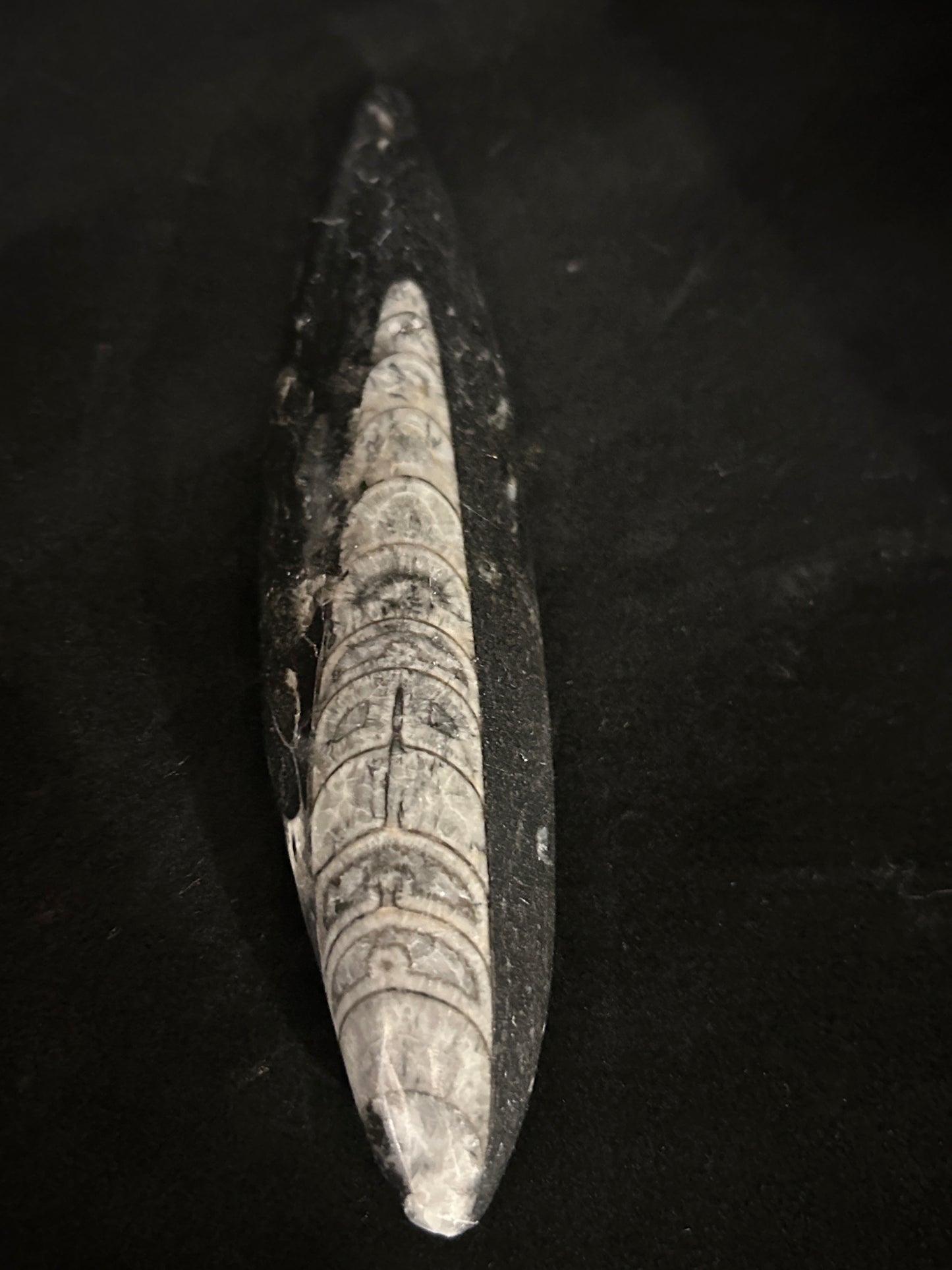 Orthoceras Points