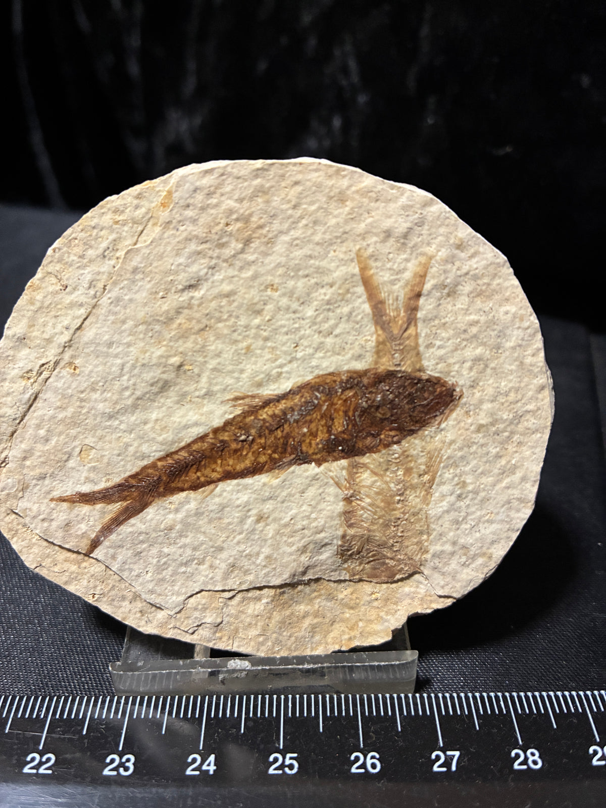 Fabulous Fossil Fish