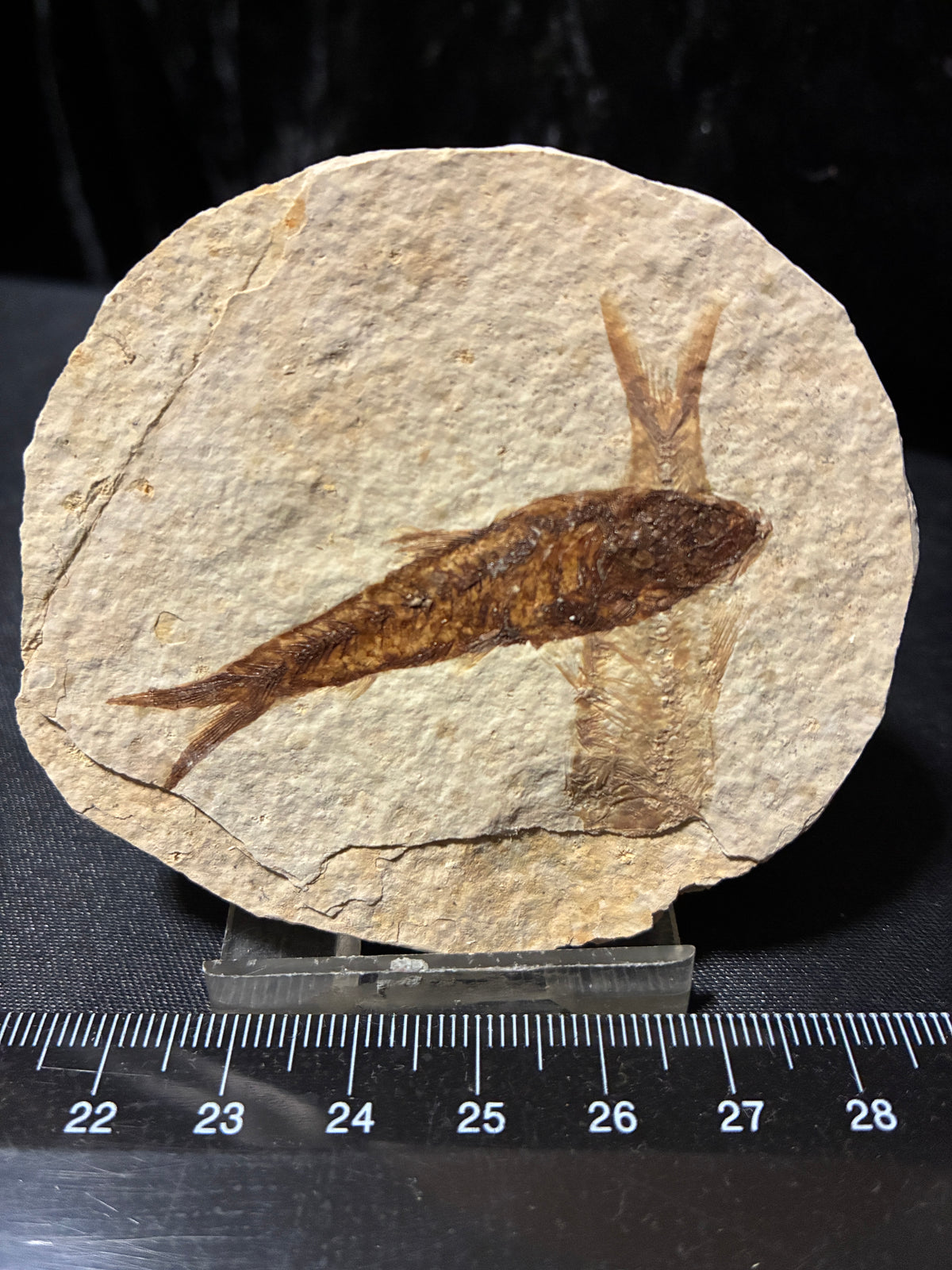 Fabulous Fossil Fish