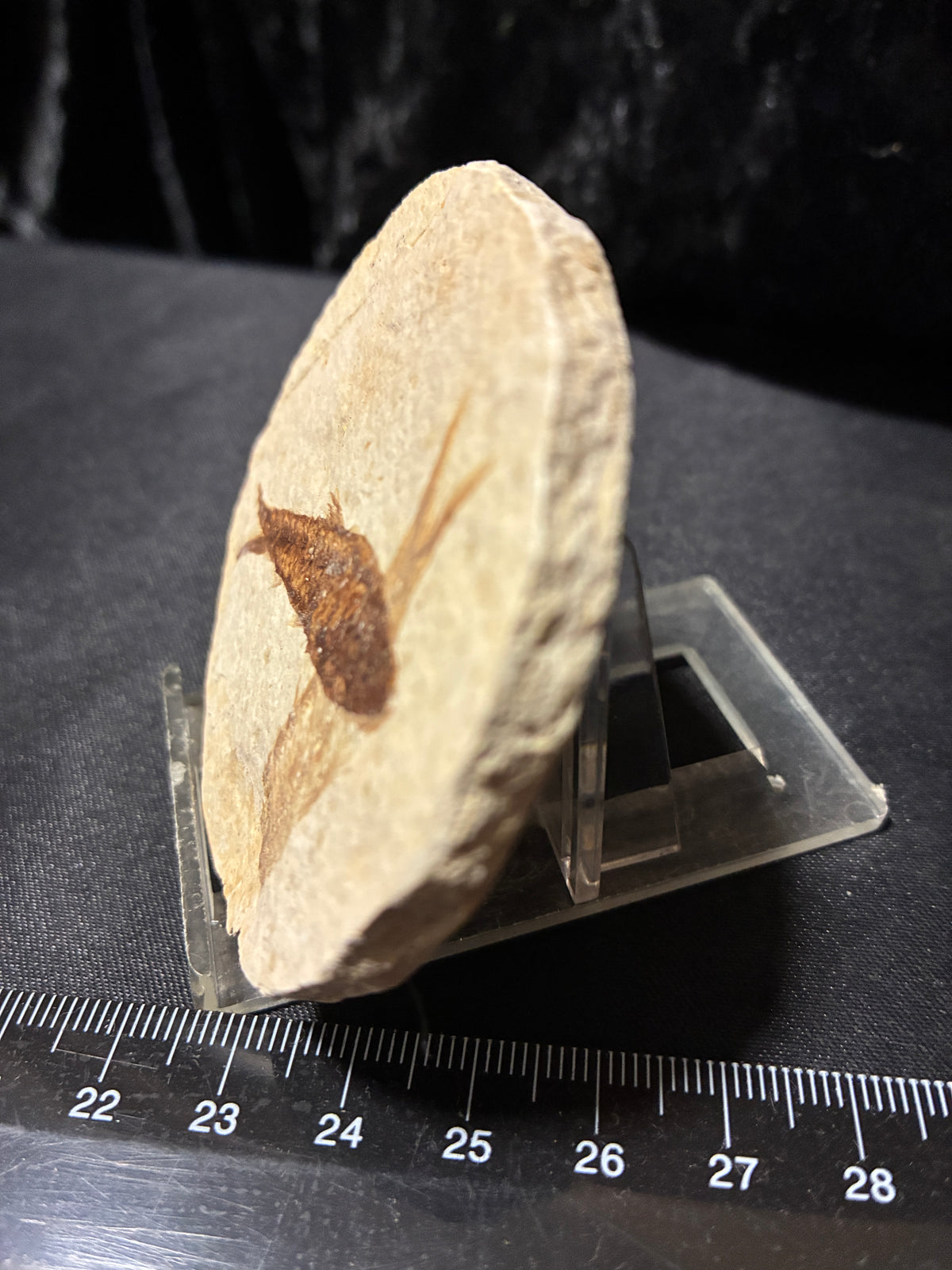 Fabulous Fossil Fish