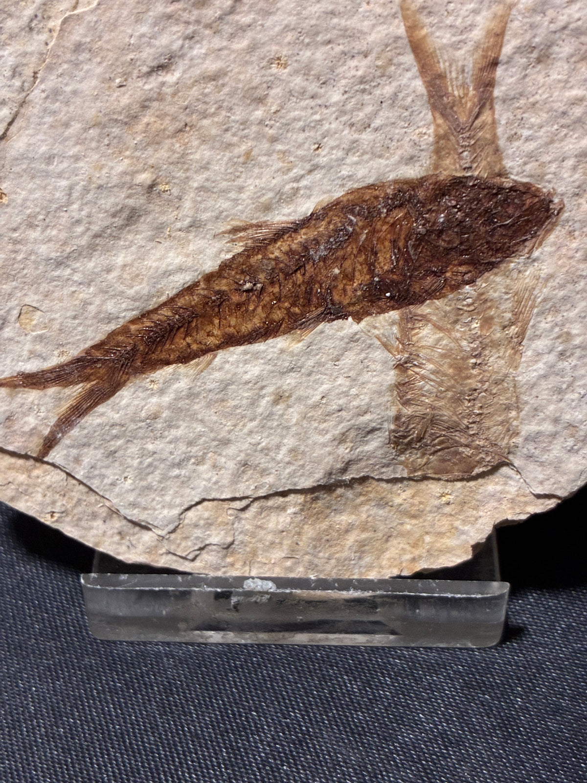 Fabulous Fossil Fish