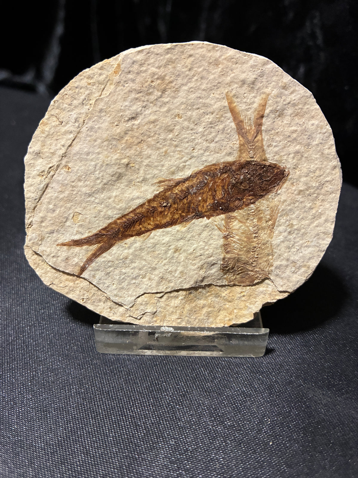 Fabulous Fossil Fish