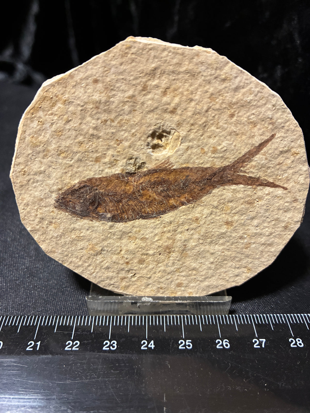 FOSSIL FISH
