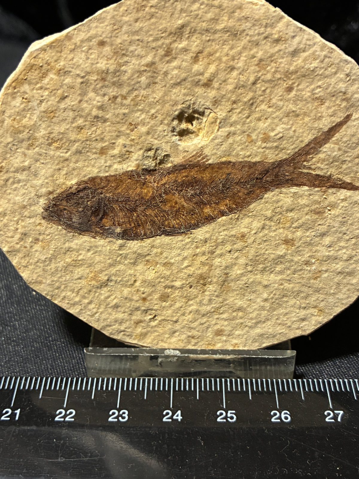 FOSSIL FISH