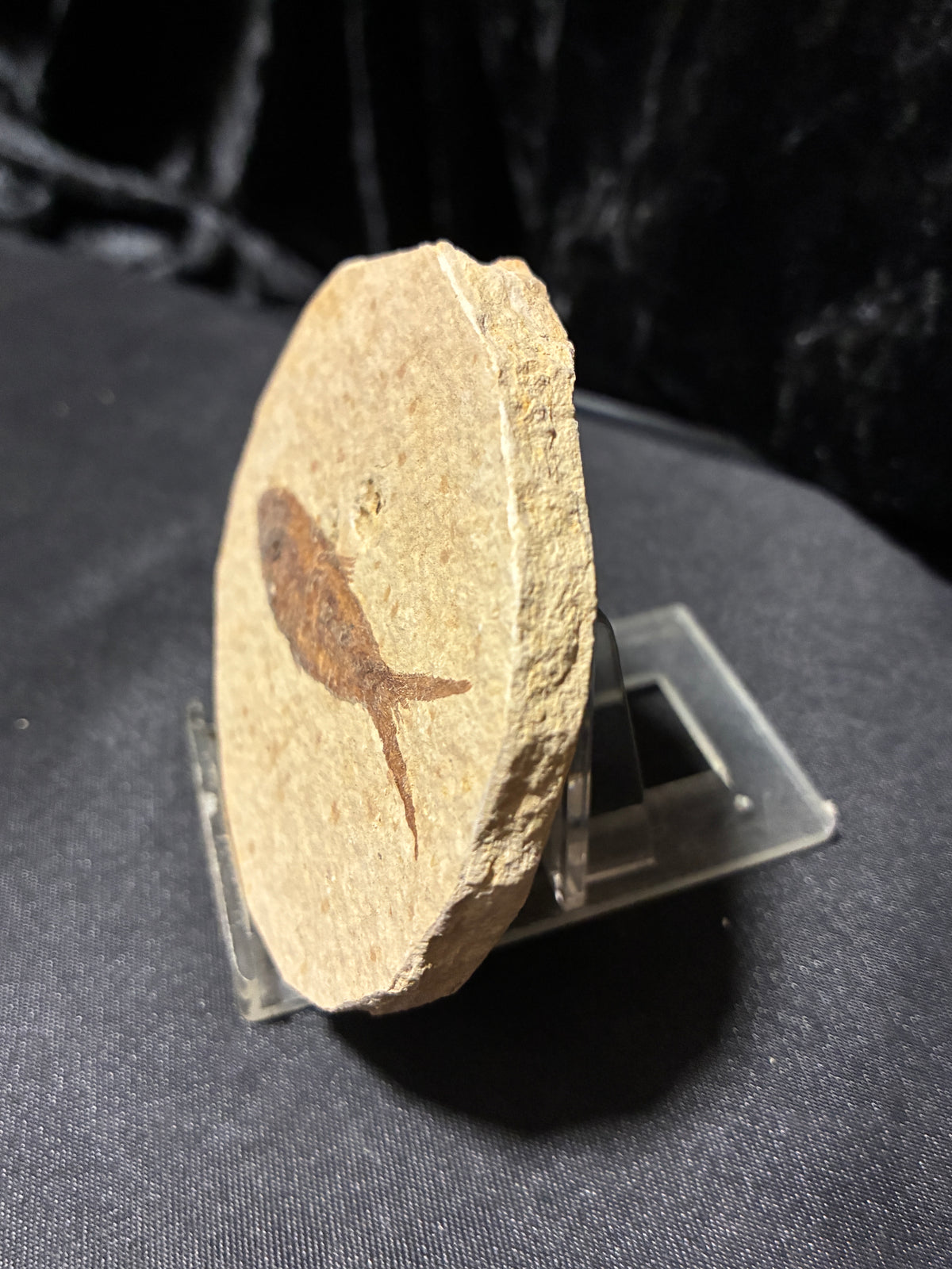 FOSSIL FISH