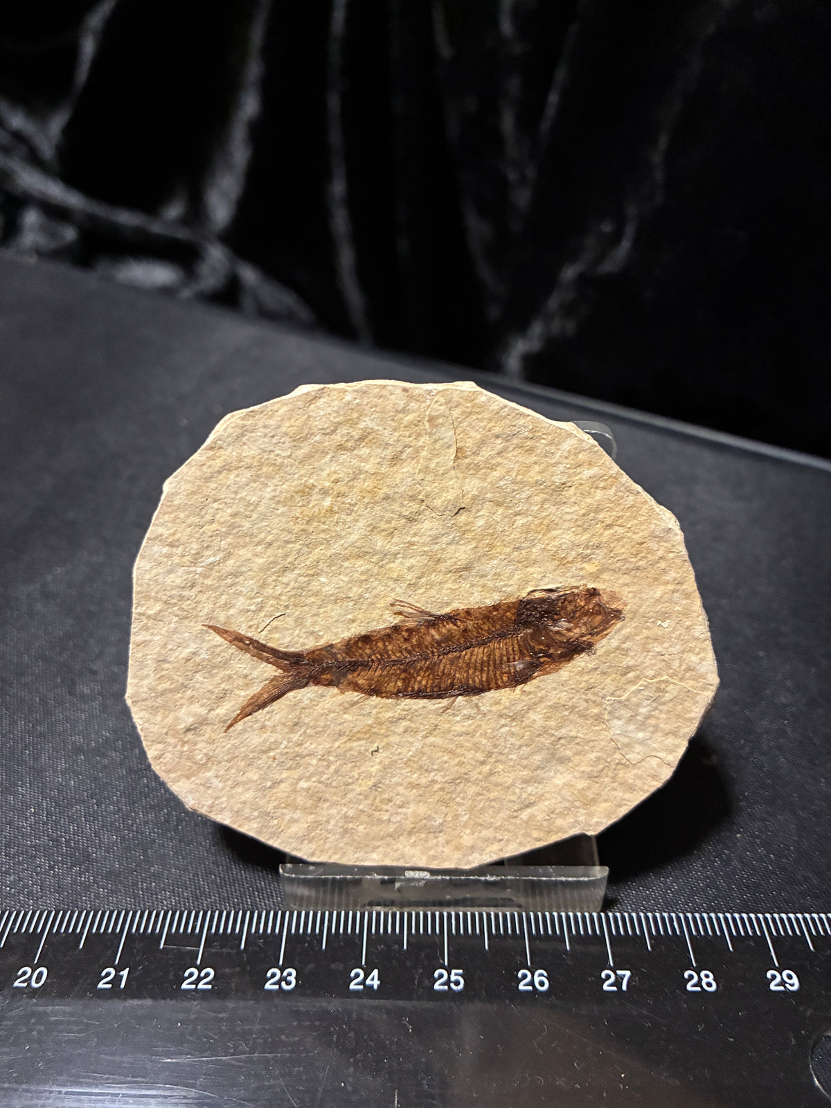 FOSSIL FISH