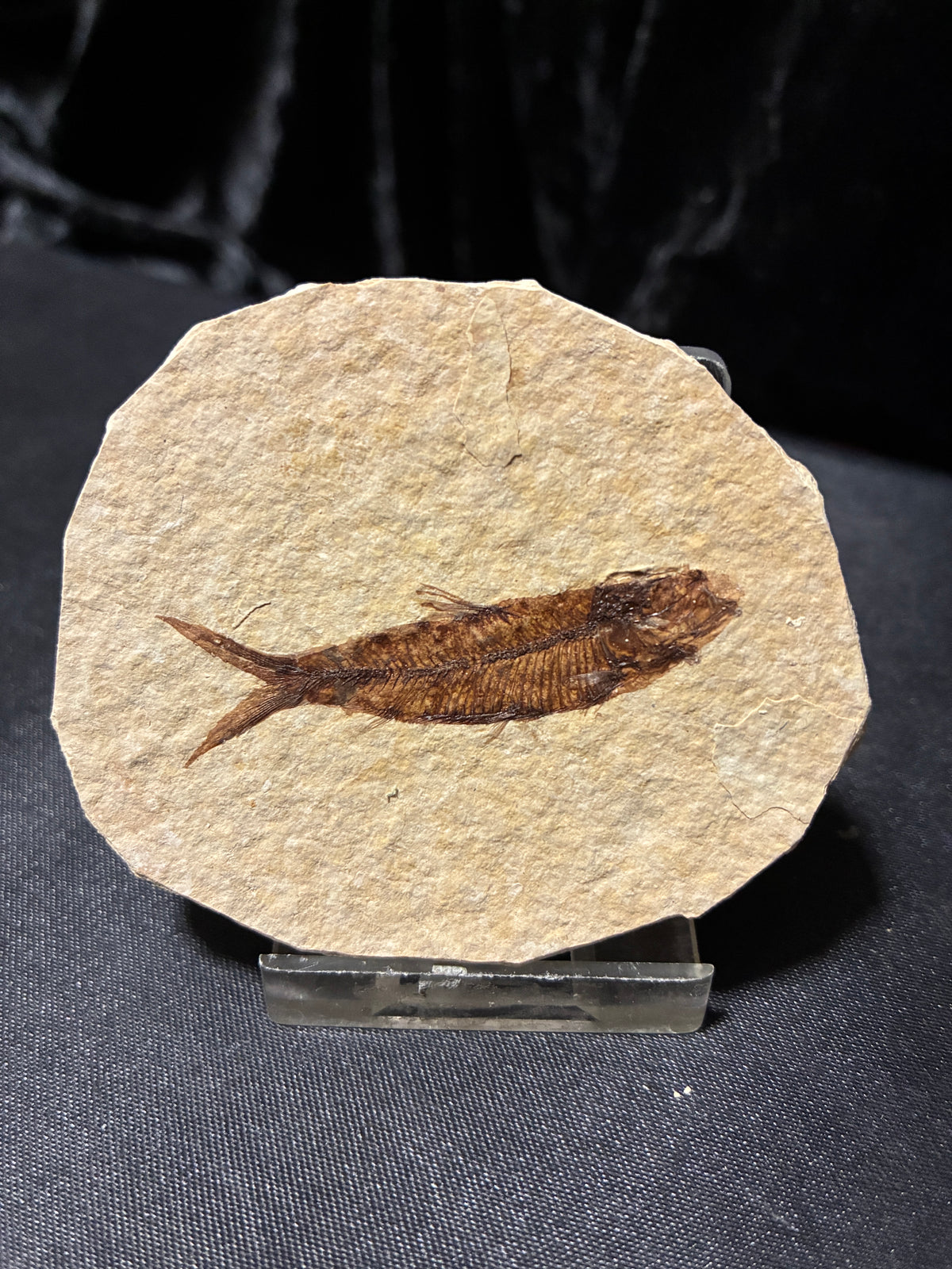 FOSSIL FISH