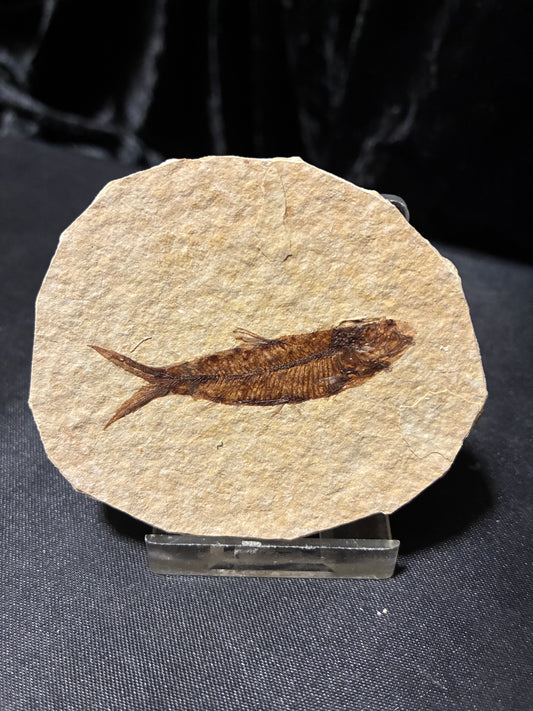 FOSSIL FISH