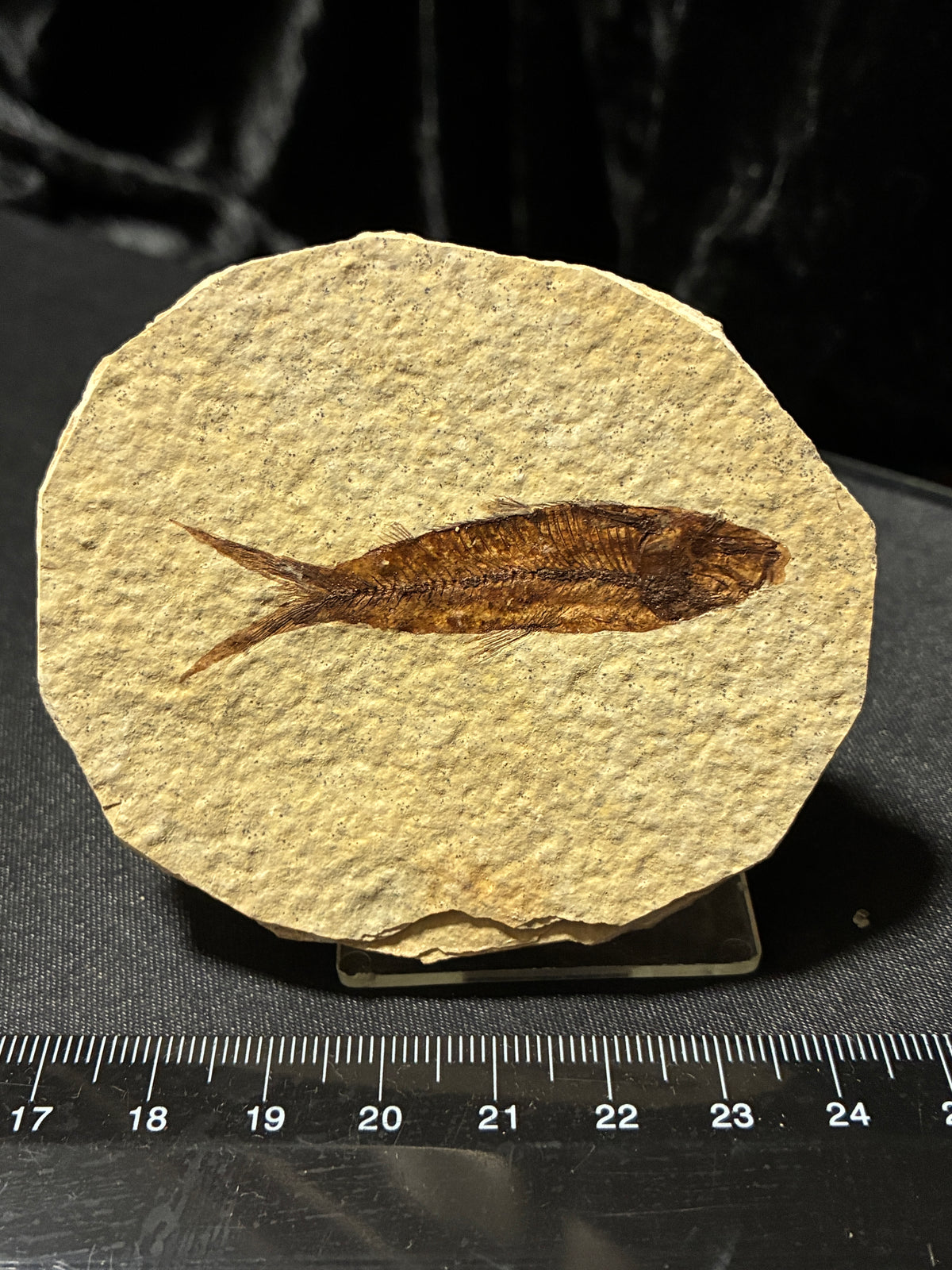 FOSSIL FISH