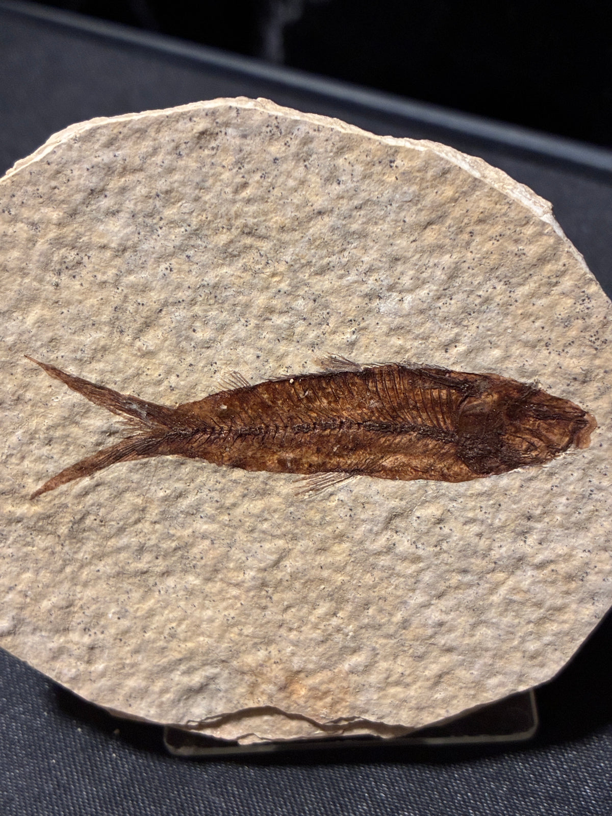 FOSSIL FISH