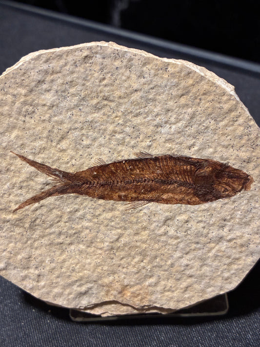 FOSSIL FISH
