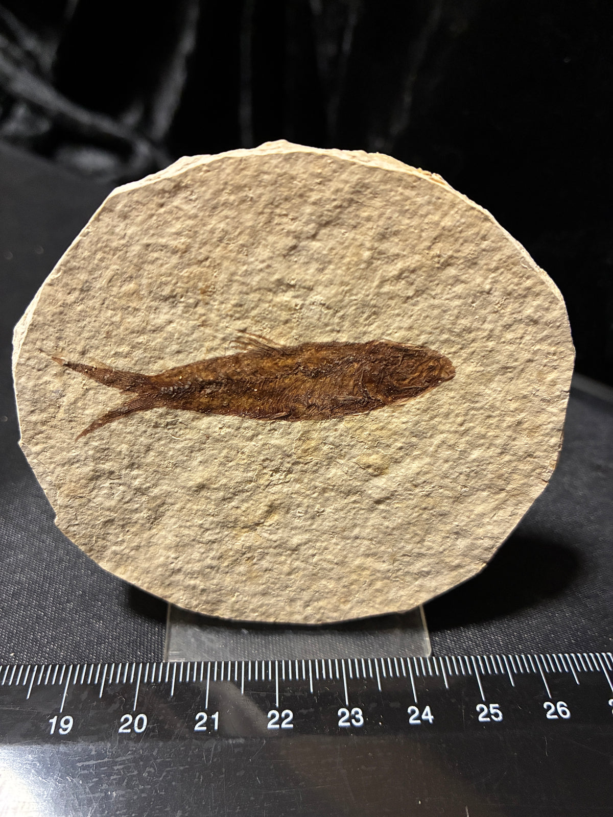FOSSIL FISH