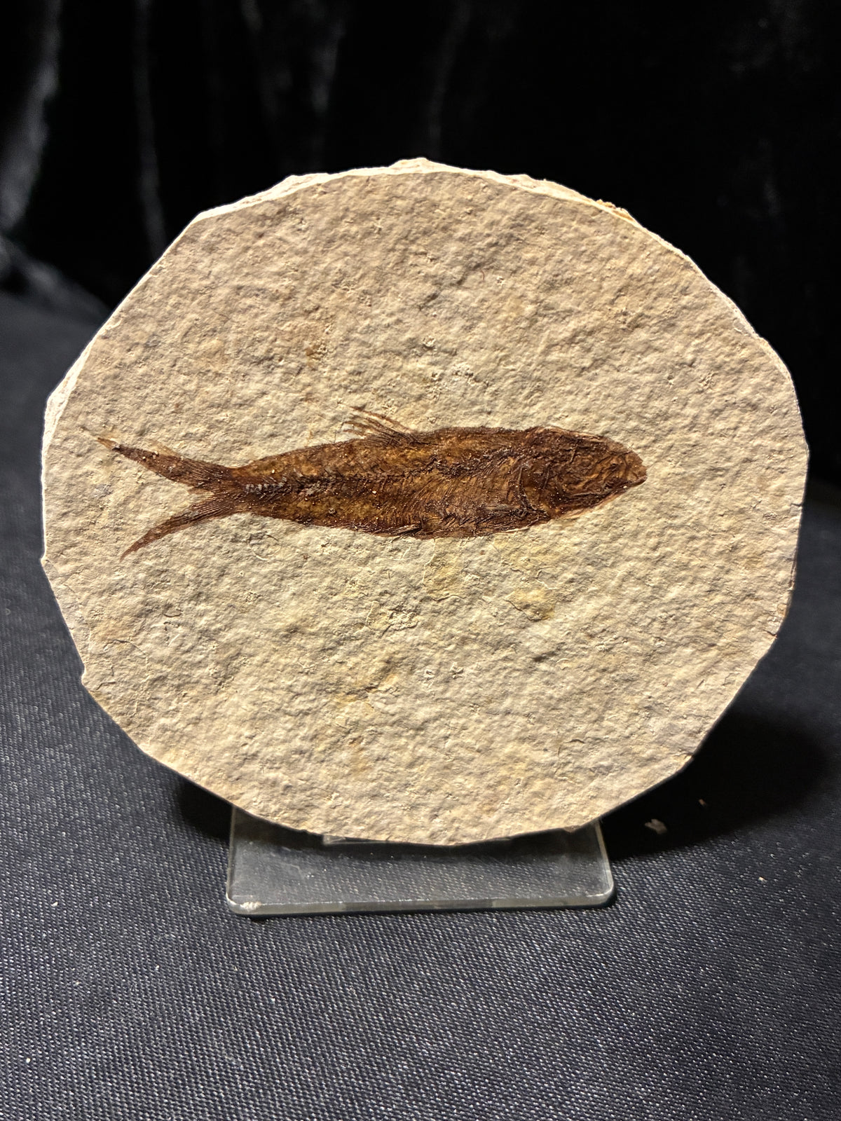 FOSSIL FISH