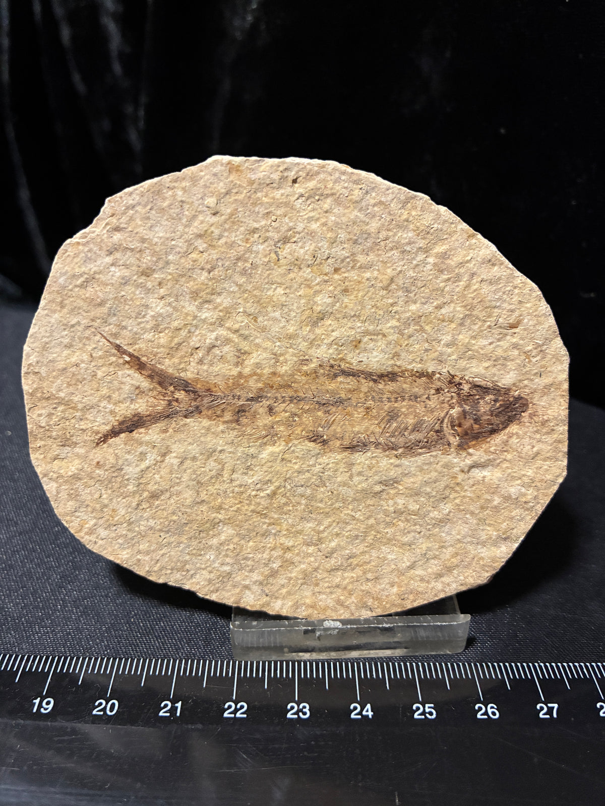 FOSSIL FISH