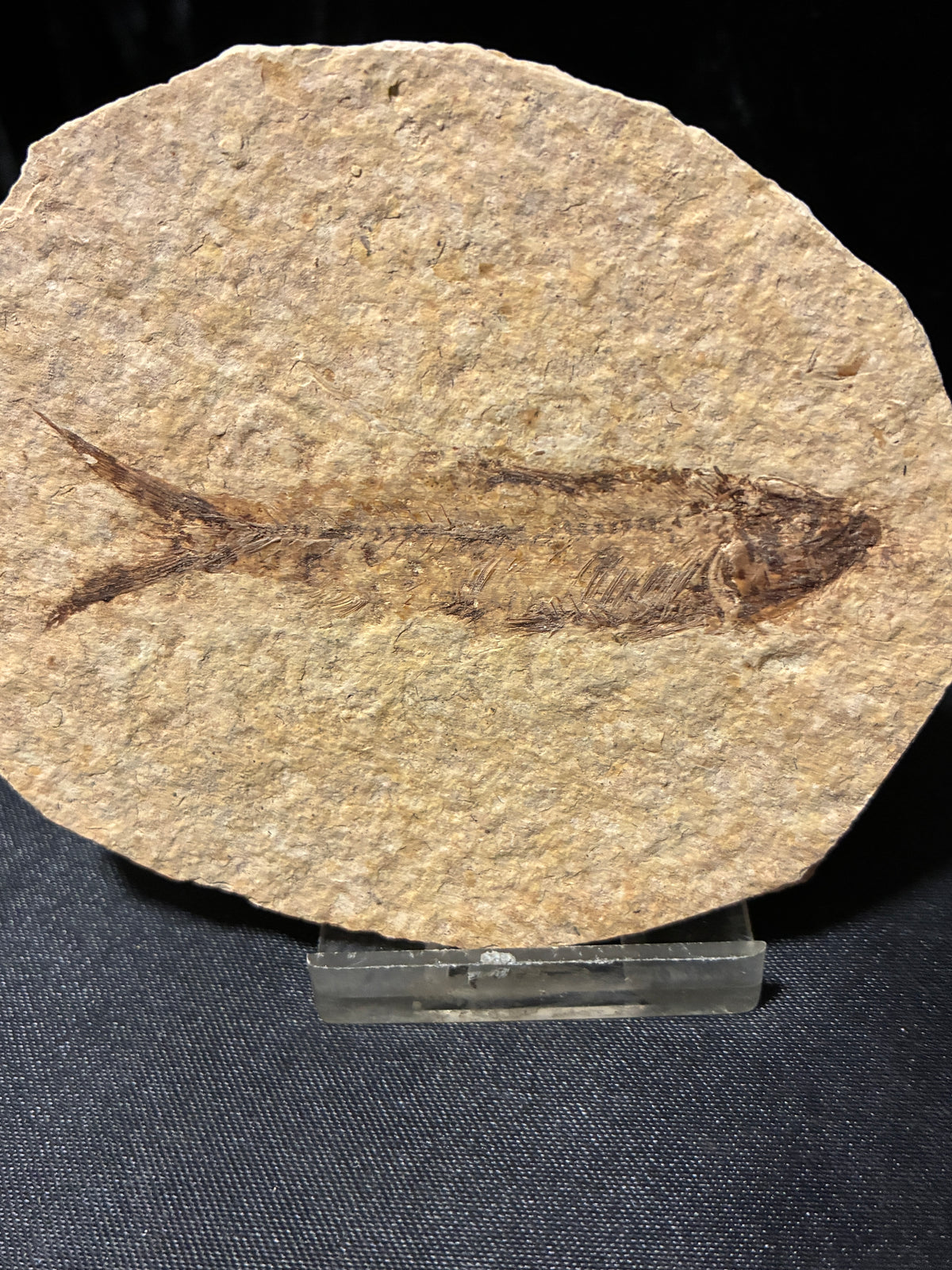 FOSSIL FISH