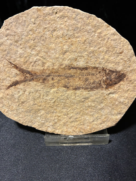 FOSSIL FISH