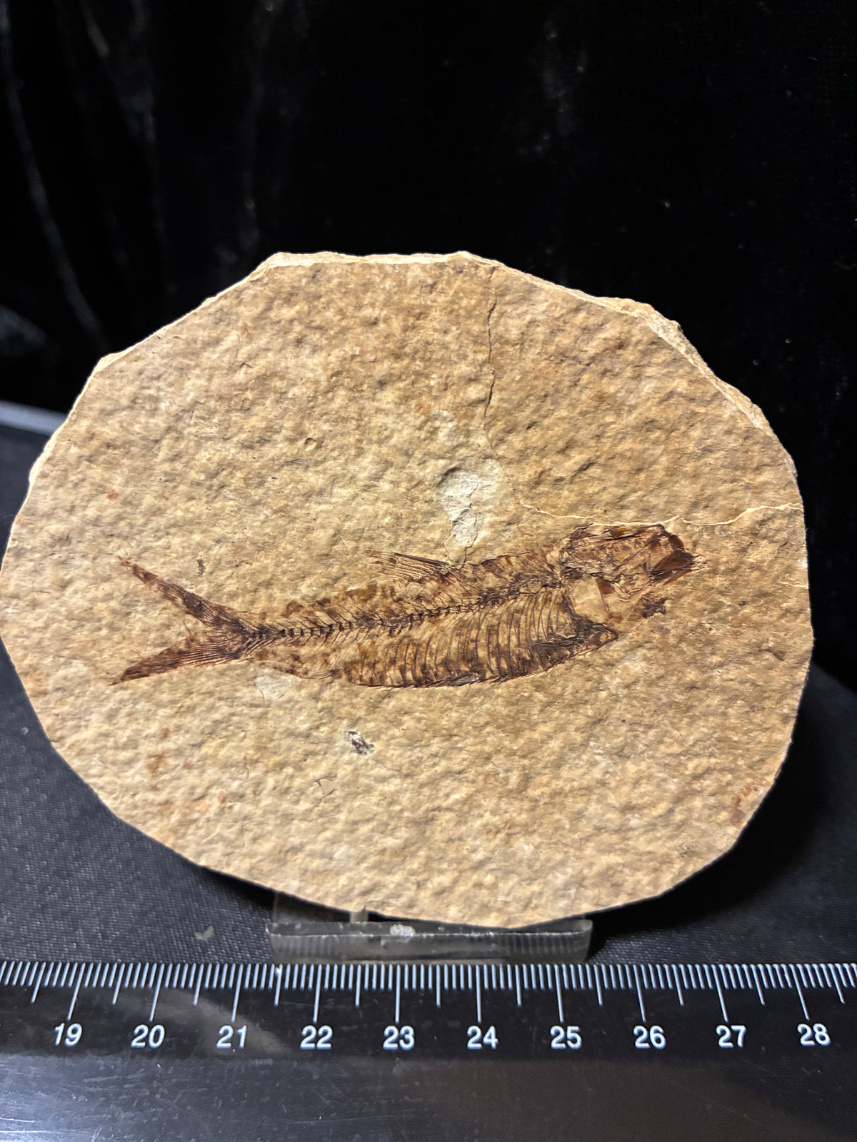FOSSIL FISH