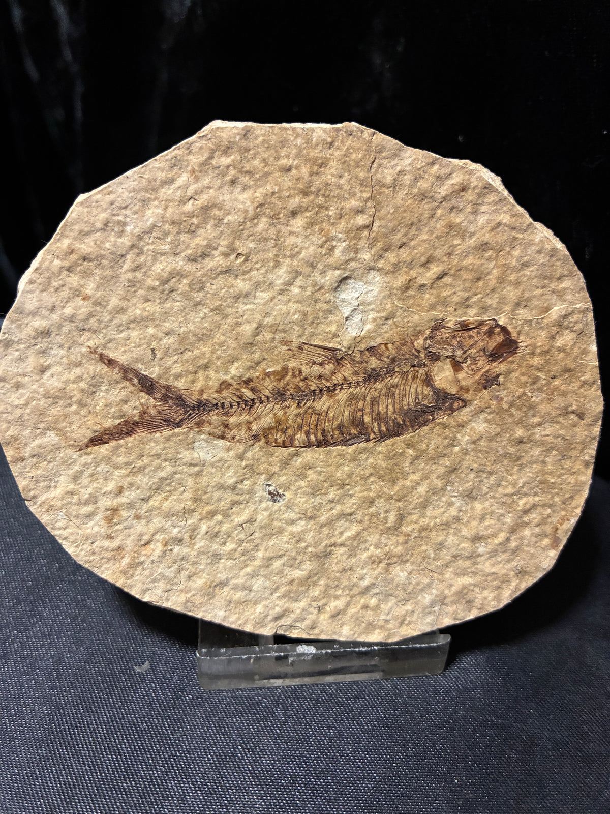 FOSSIL FISH