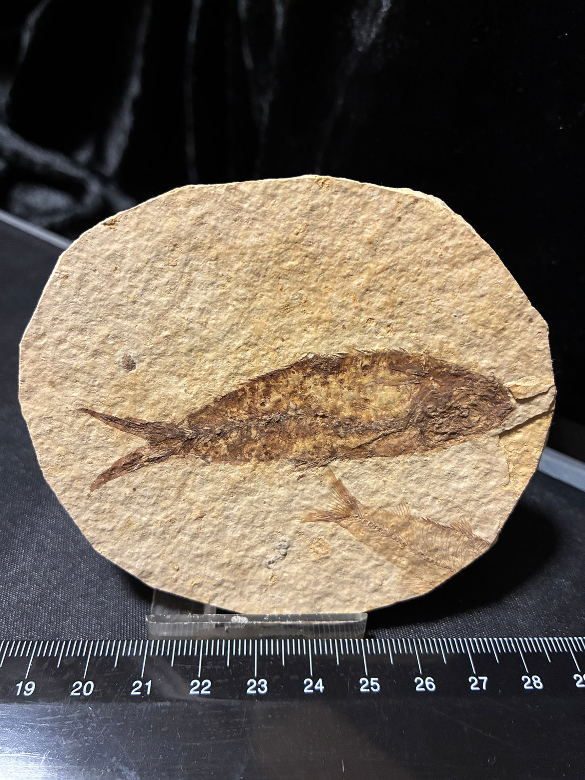 FOSSIL FISH