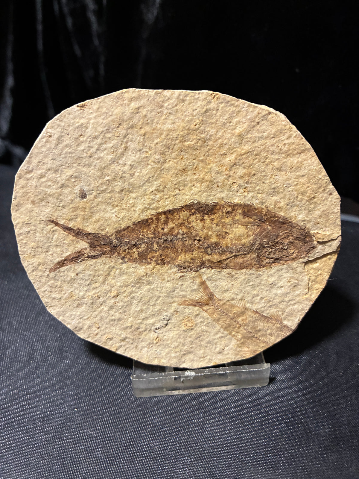 FOSSIL FISH