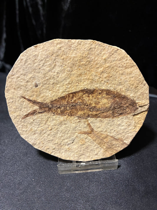 FOSSIL FISH
