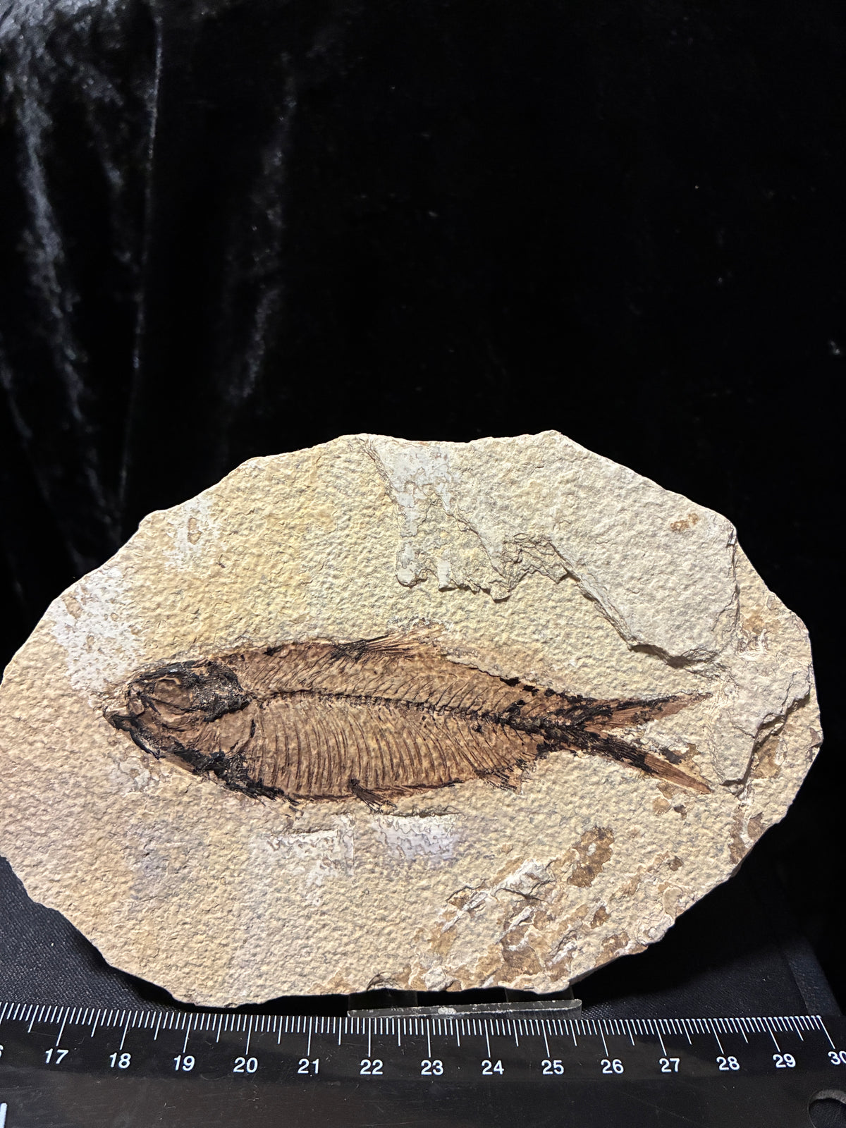 FOSSIL FISH