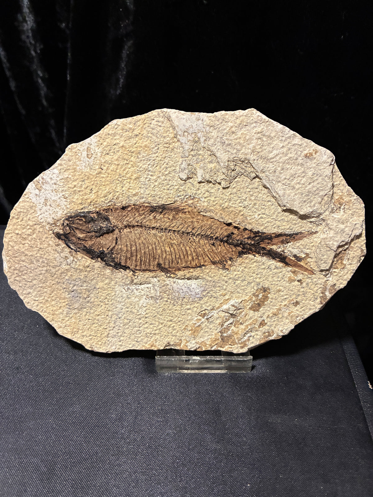 FOSSIL FISH