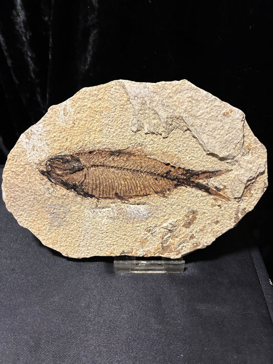 FOSSIL FISH