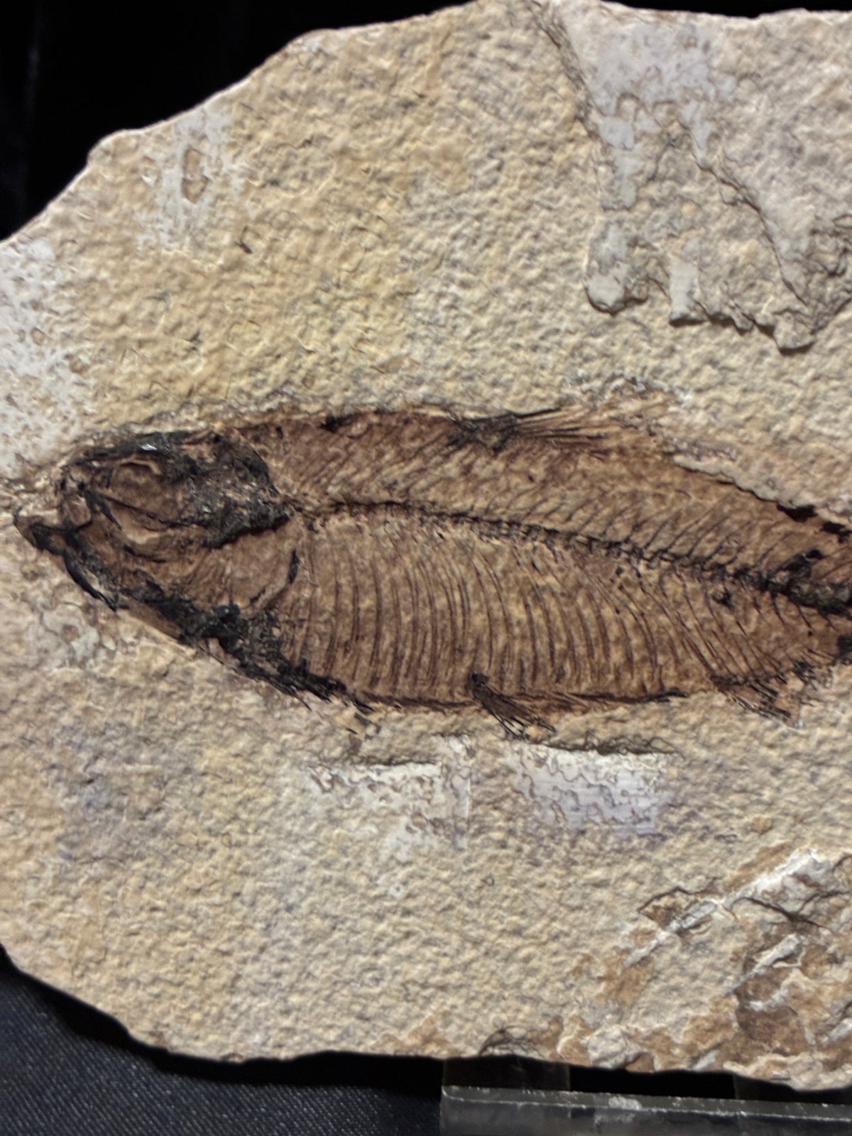 FOSSIL FISH