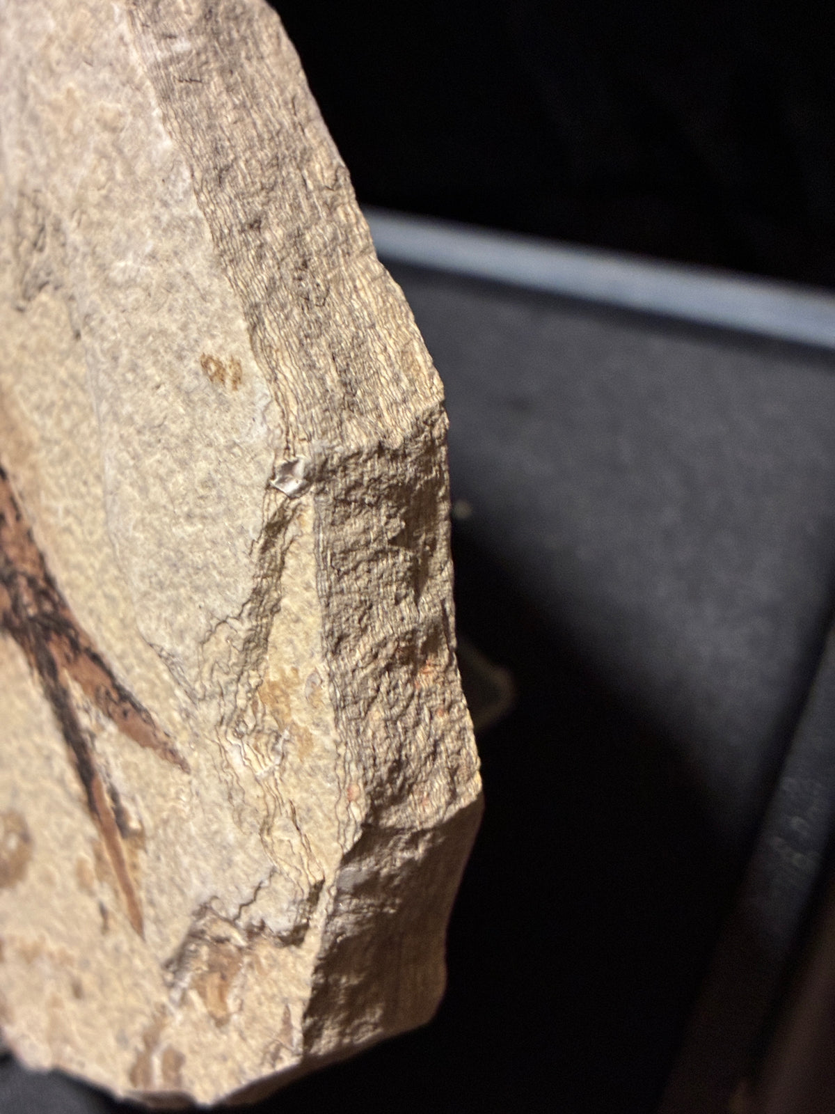 FOSSIL FISH
