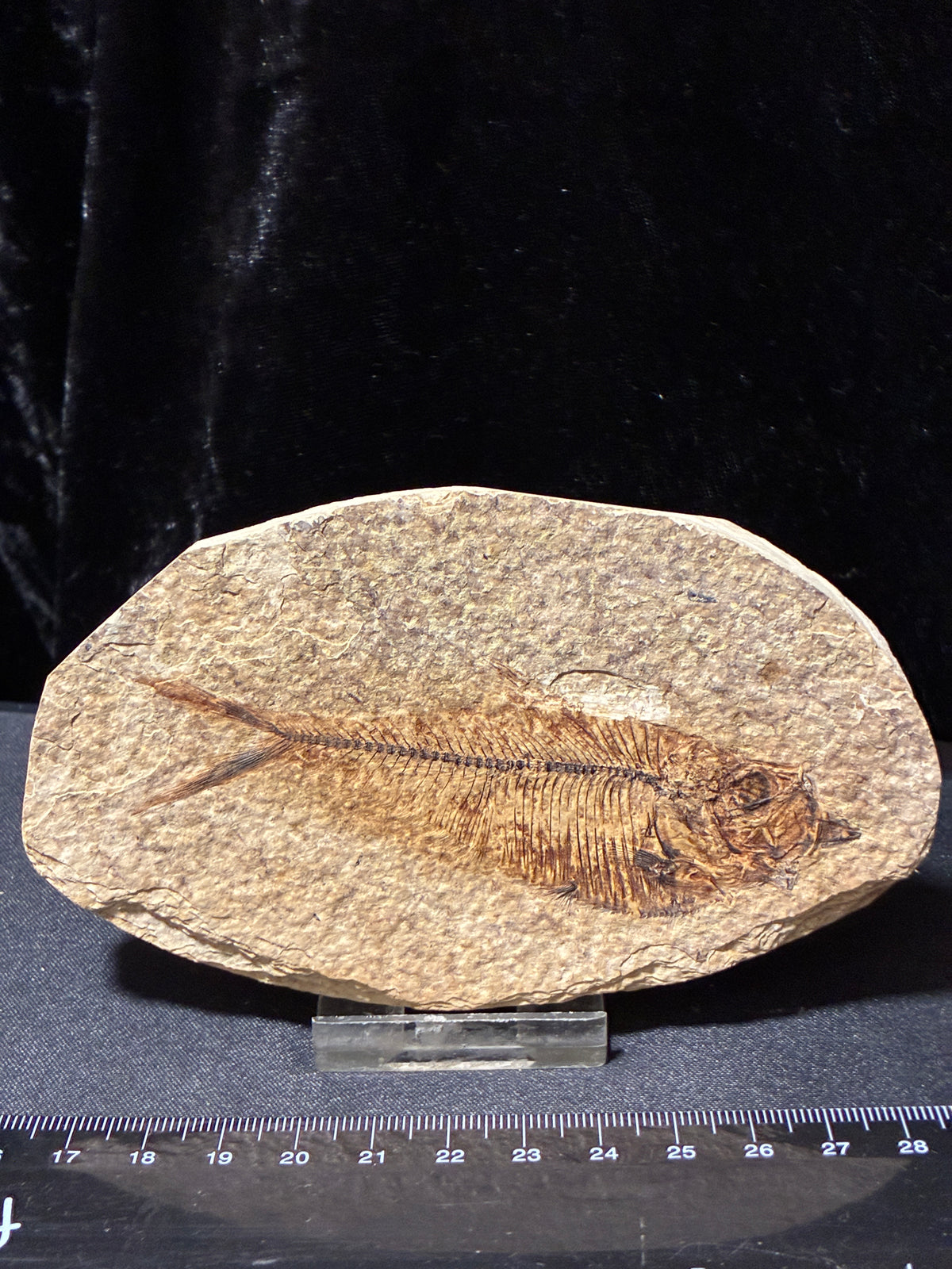 FOSSIL FISH