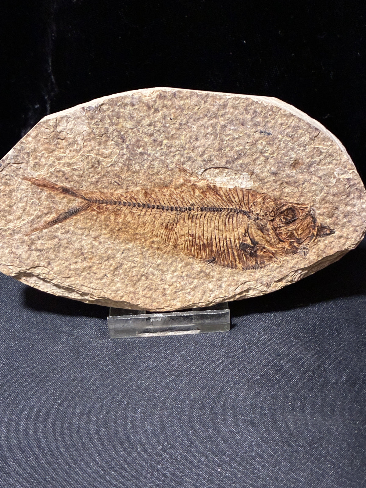 FOSSIL FISH