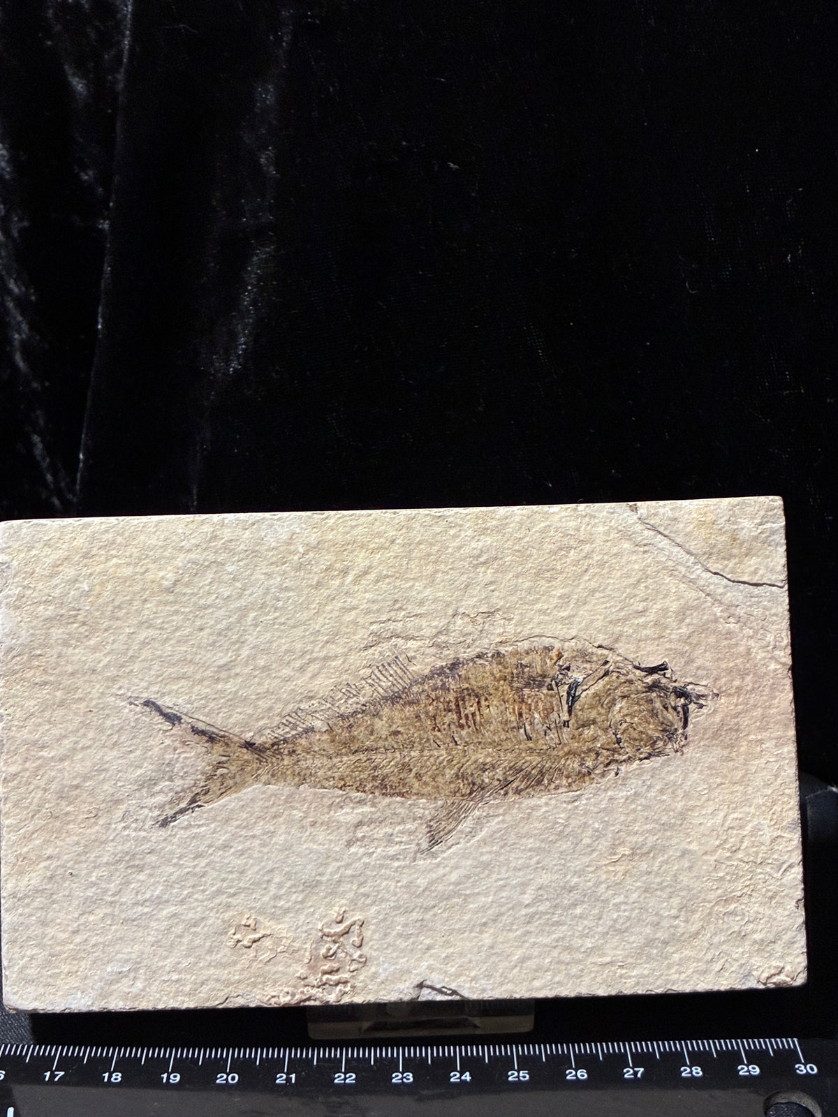 FOSSIL FISH