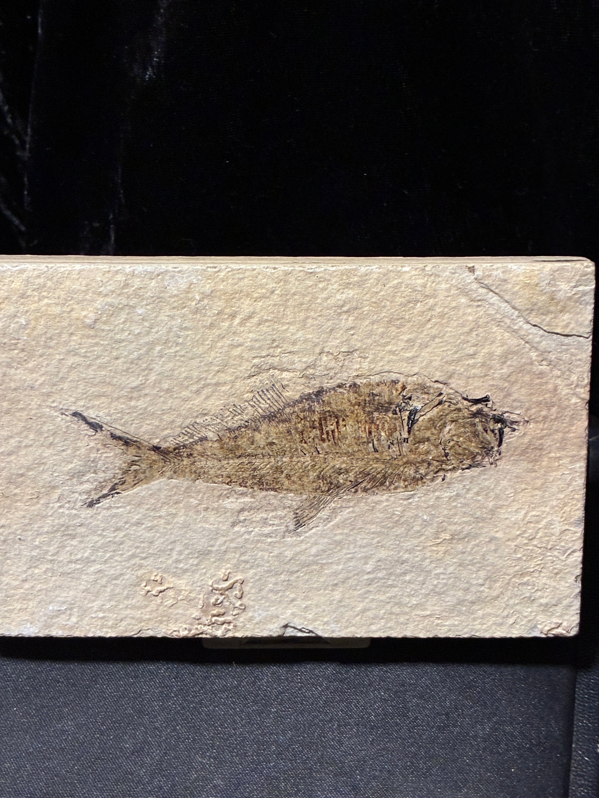 FOSSIL FISH