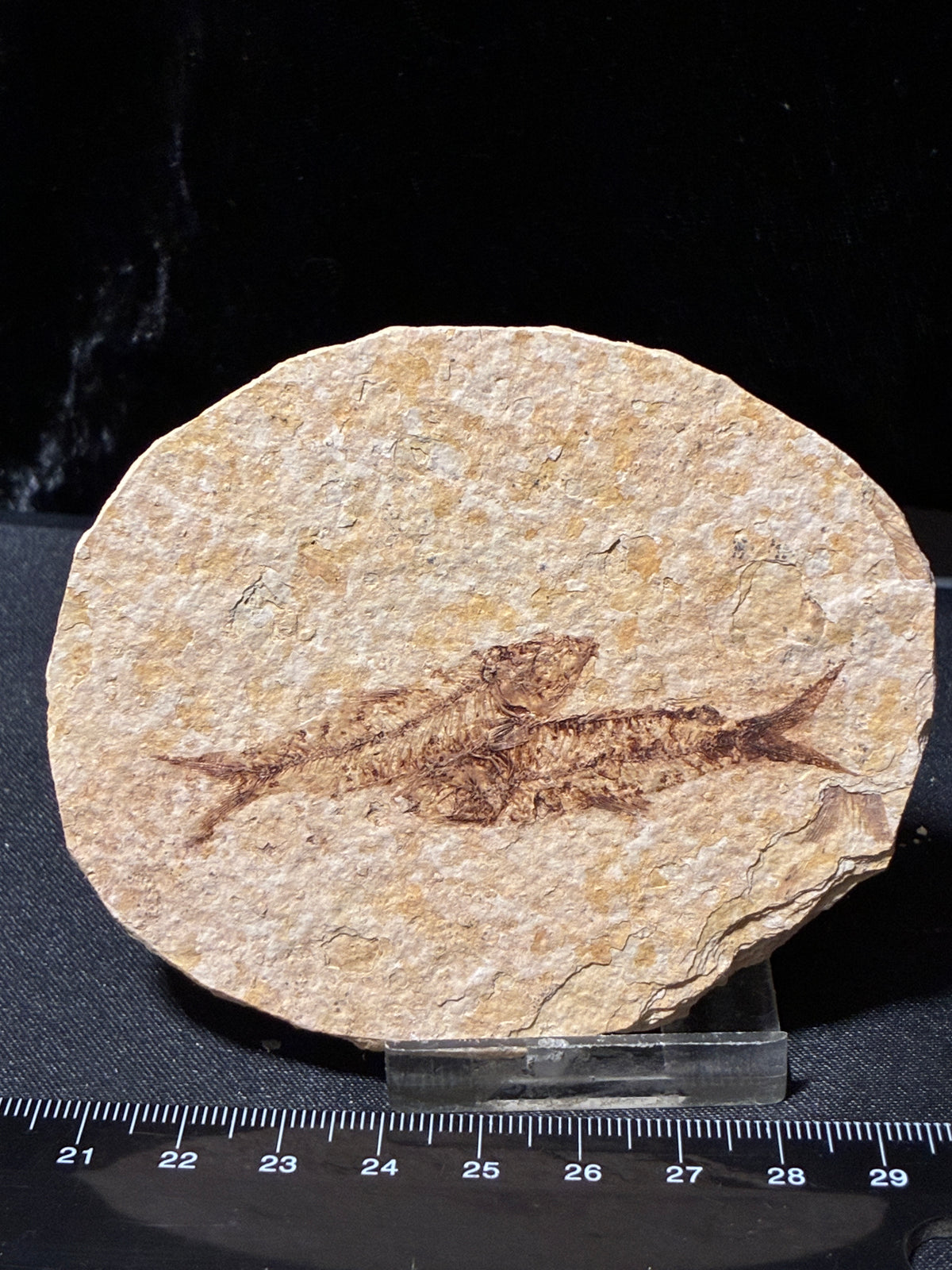 FOSSIL FISH