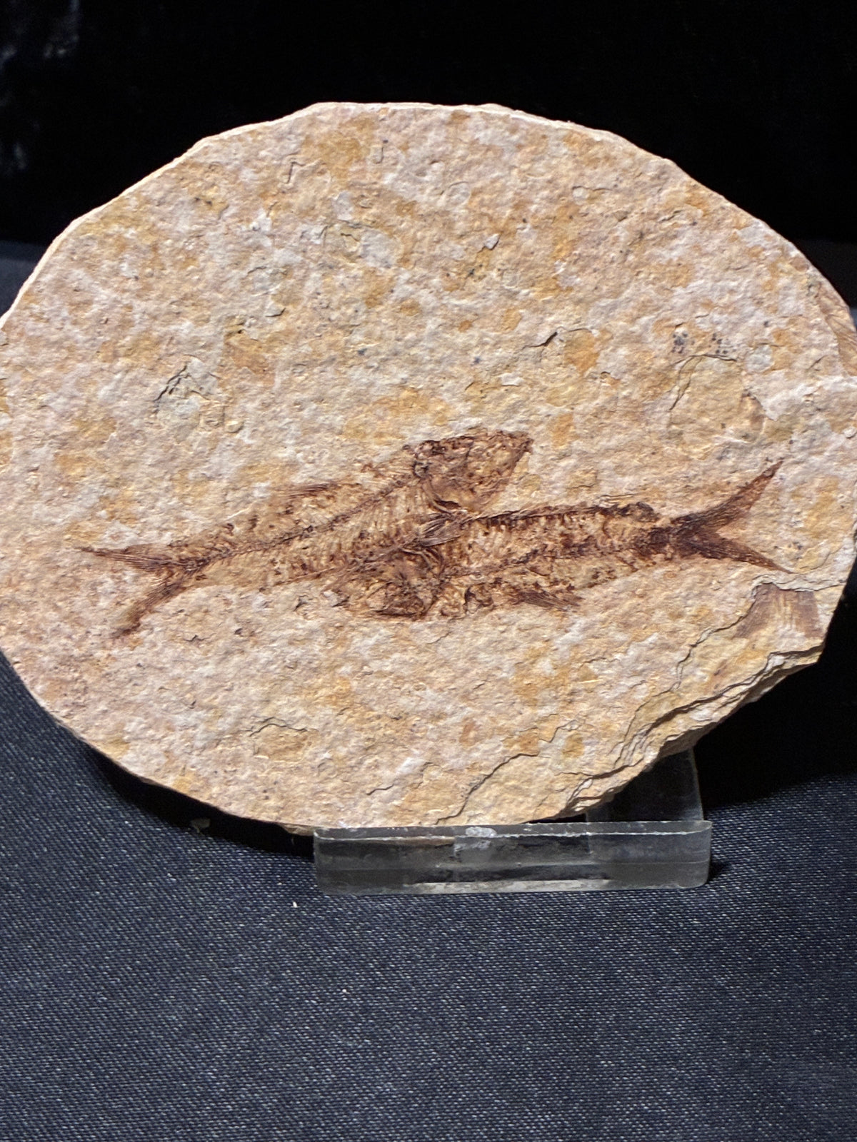 FOSSIL FISH
