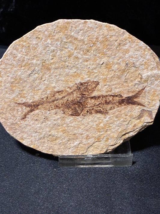 FOSSIL FISH