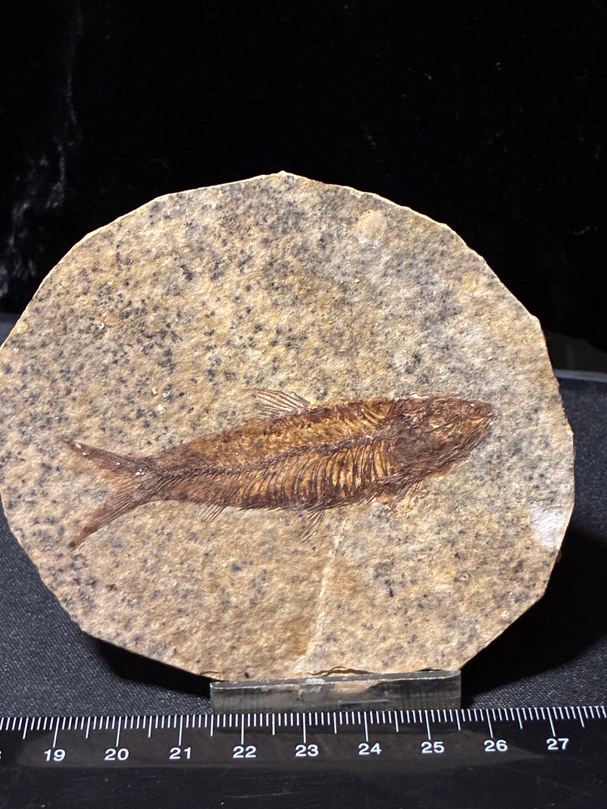 FOSSIL FISH