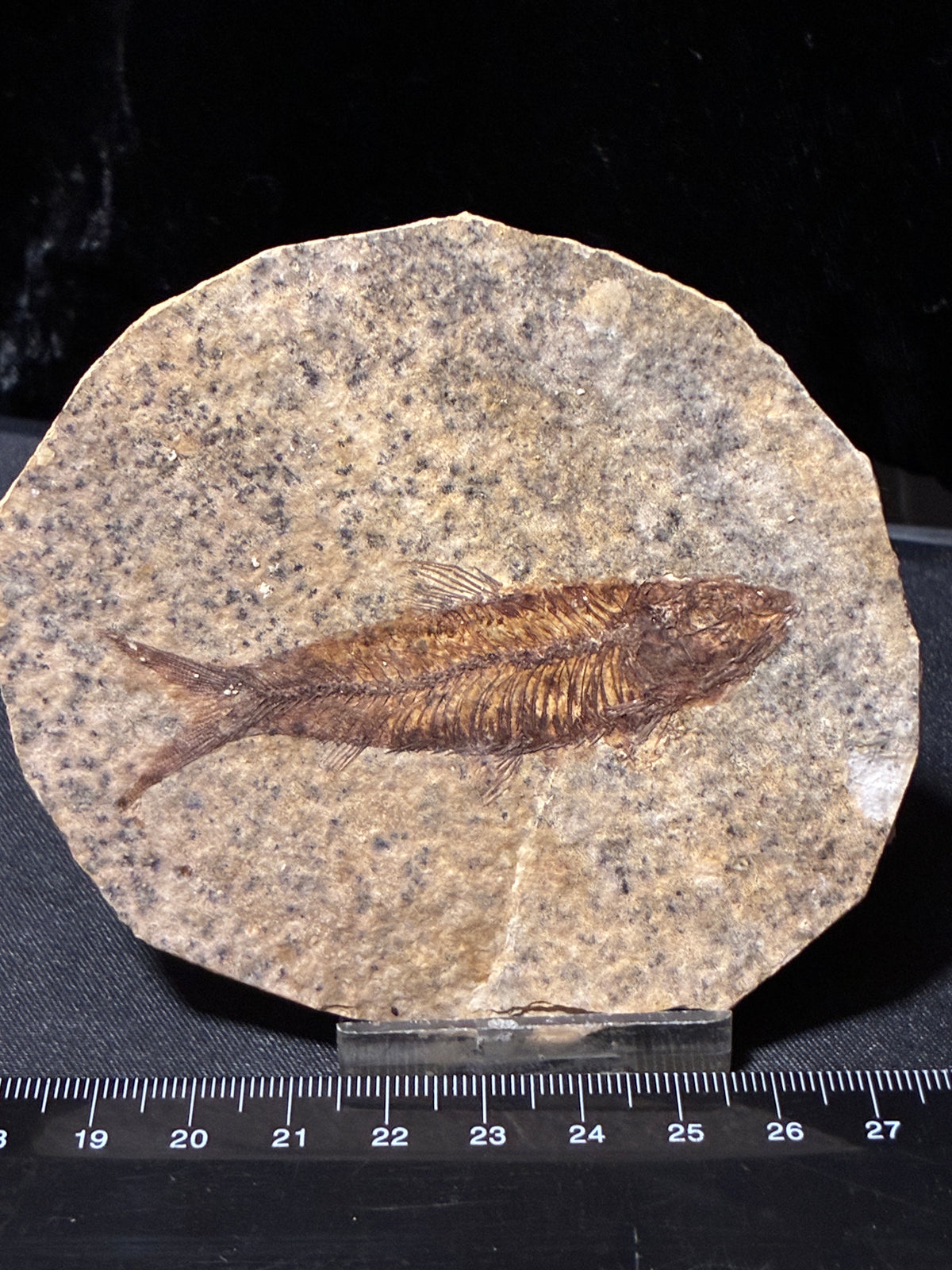FOSSIL FISH