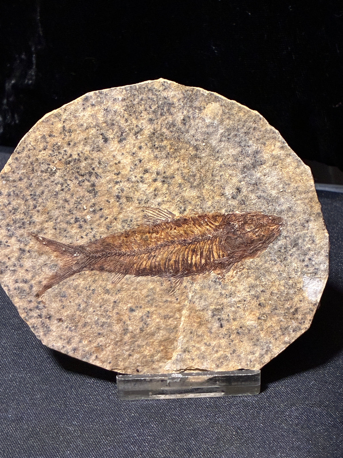 FOSSIL FISH