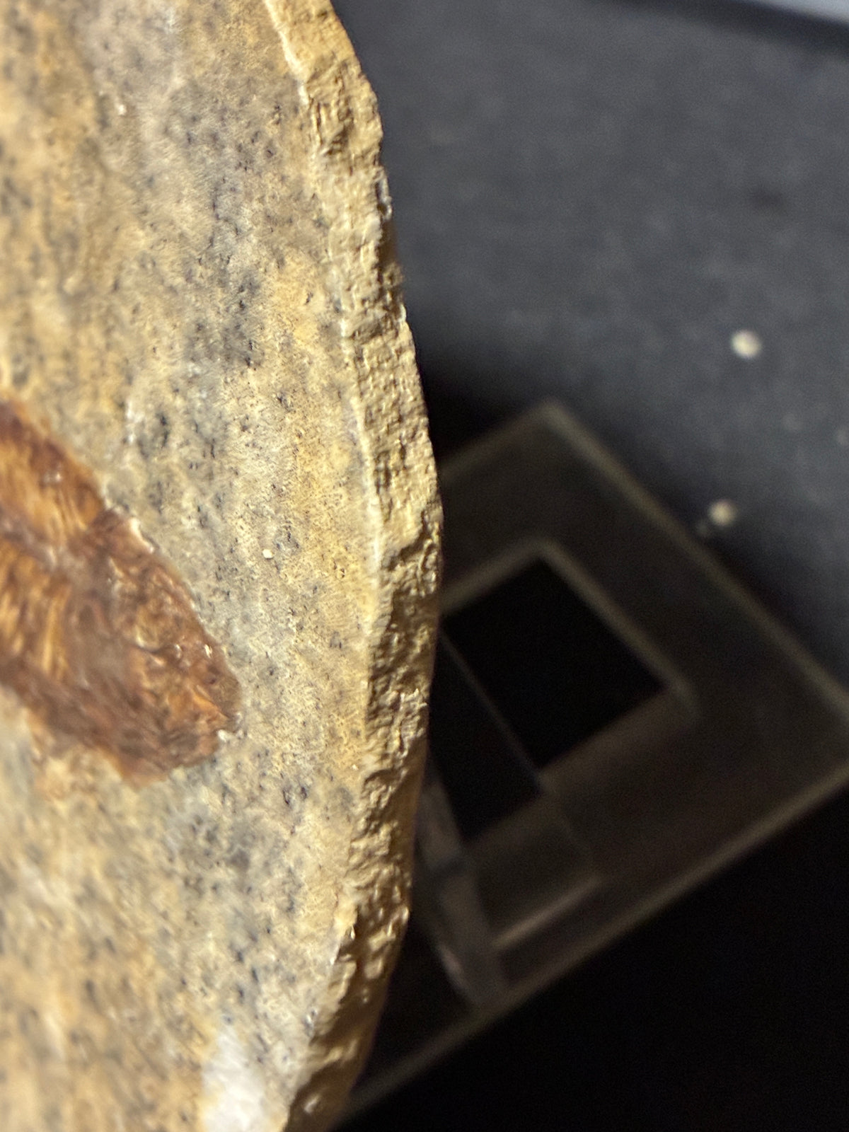 FOSSIL FISH