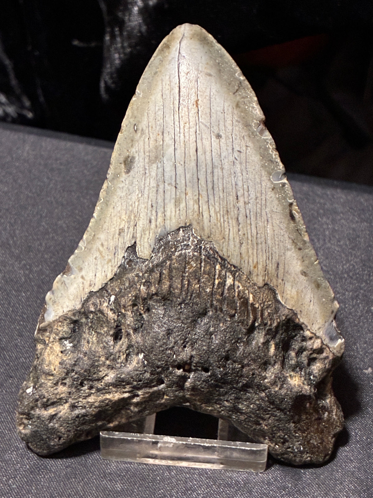 MEGALODON TEETH