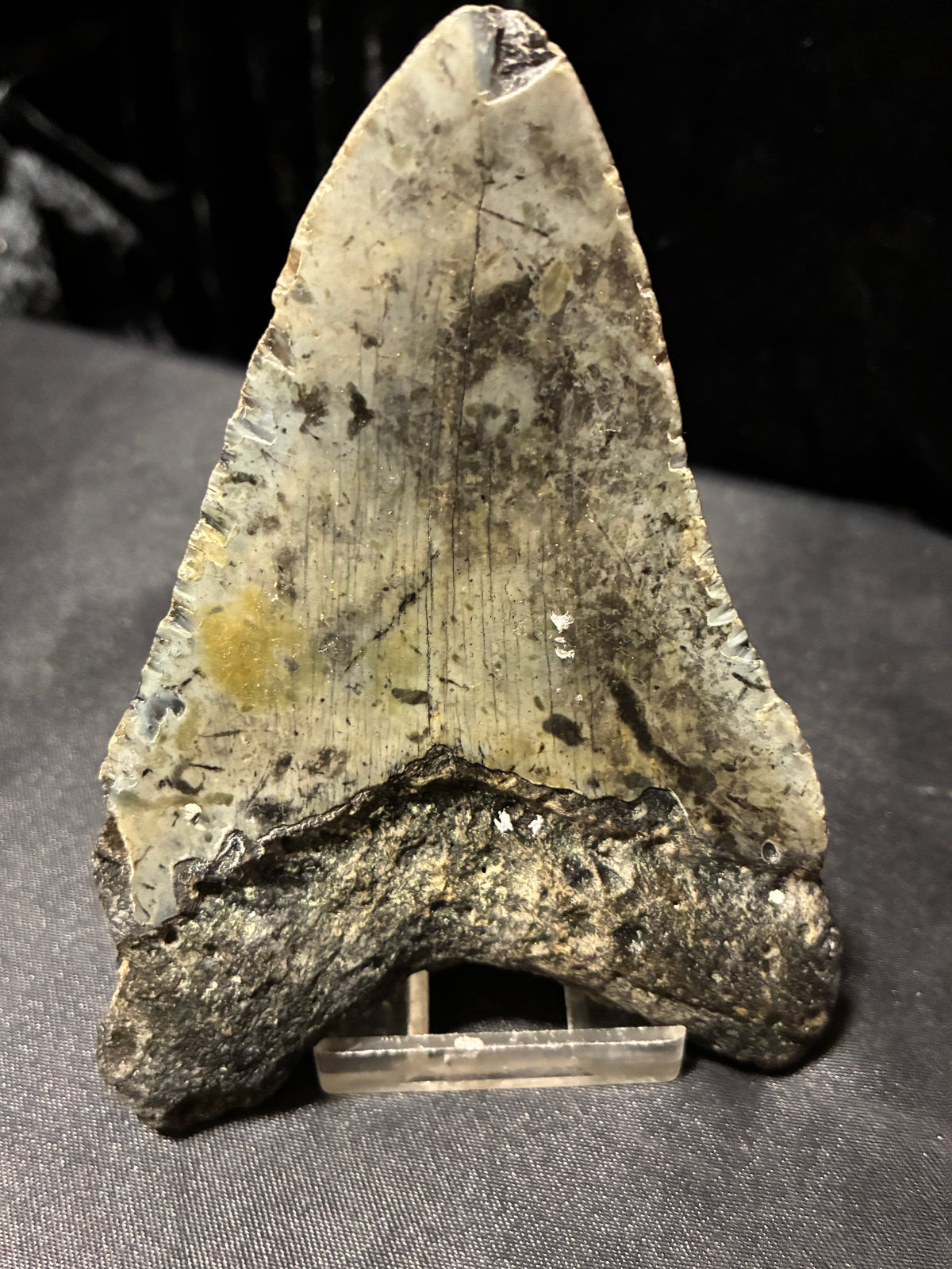 MEGALODON TEETH