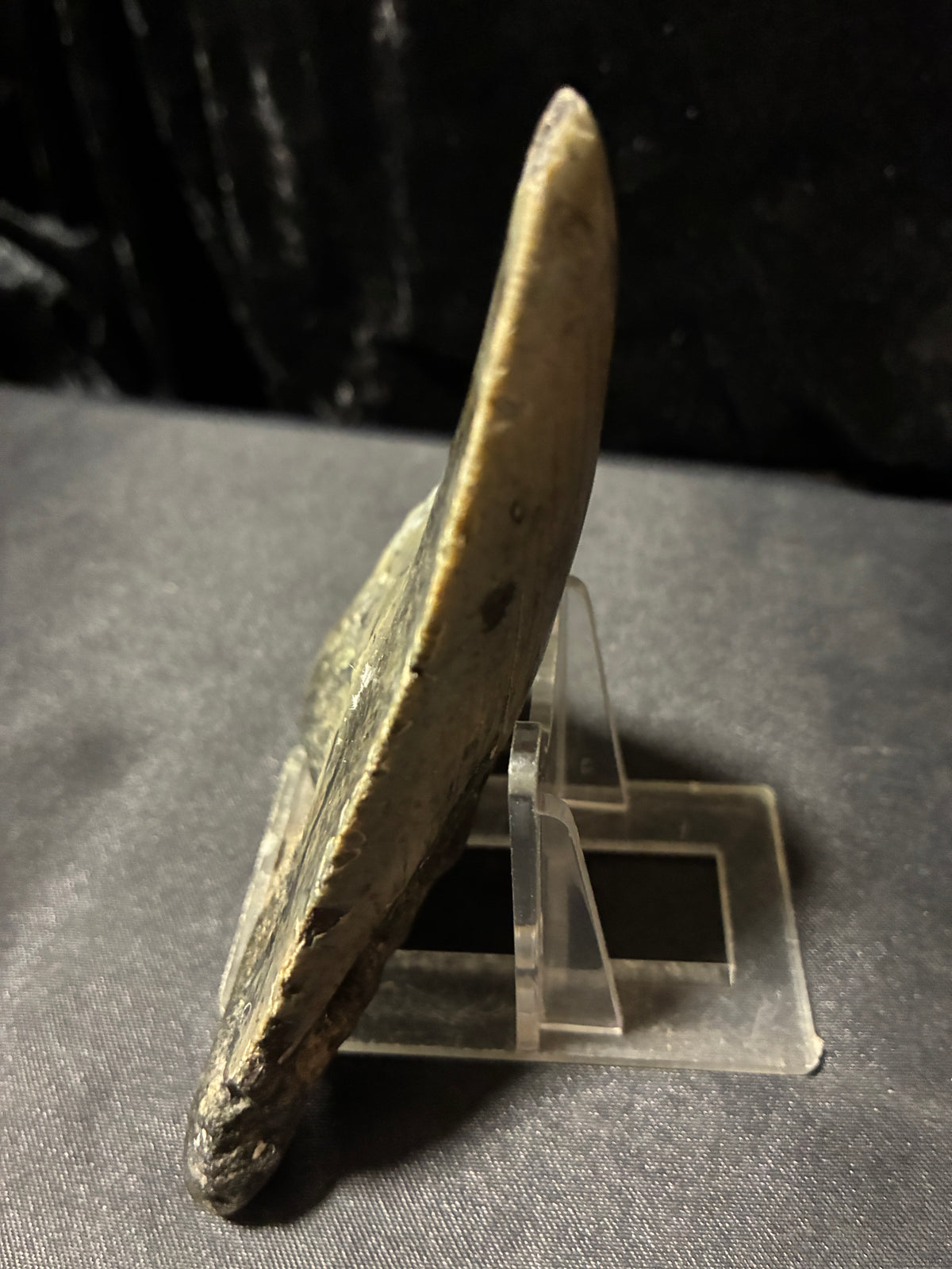 MEGALODON TEETH