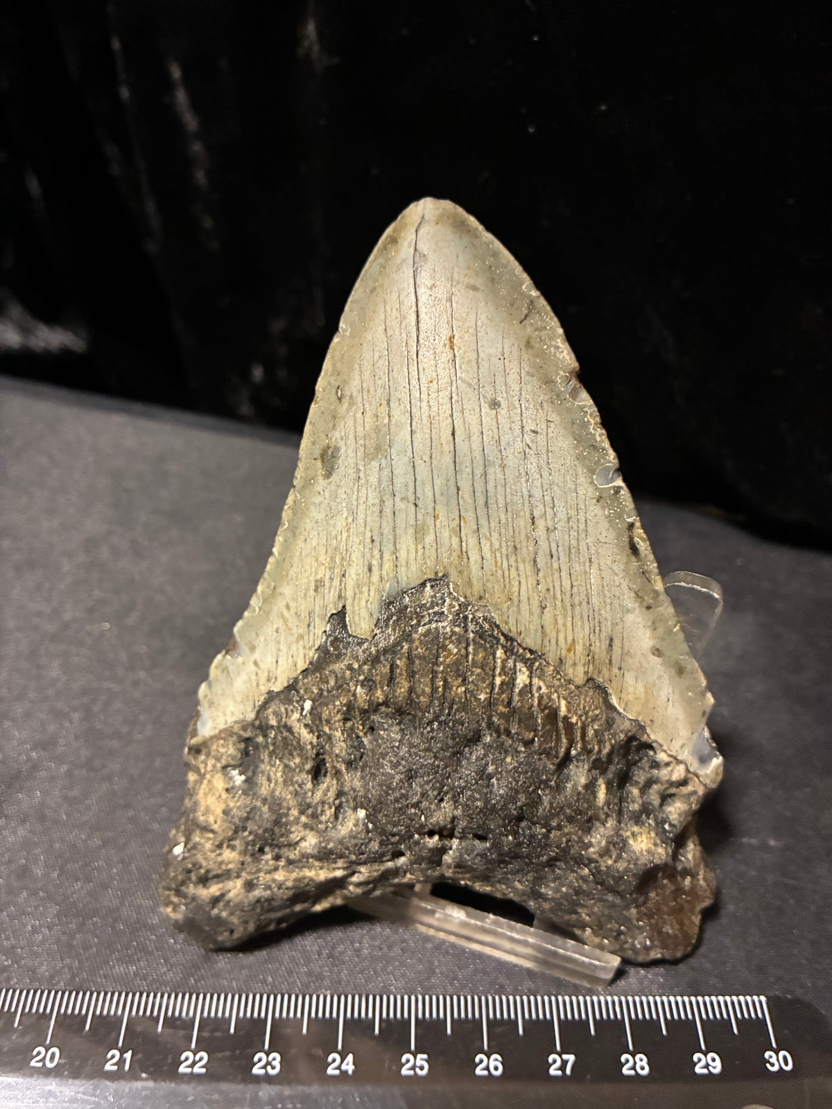 MEGALODON TEETH
